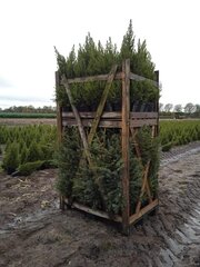 Ca. 85x Kerstbomen mix 1 Omorika & Conica